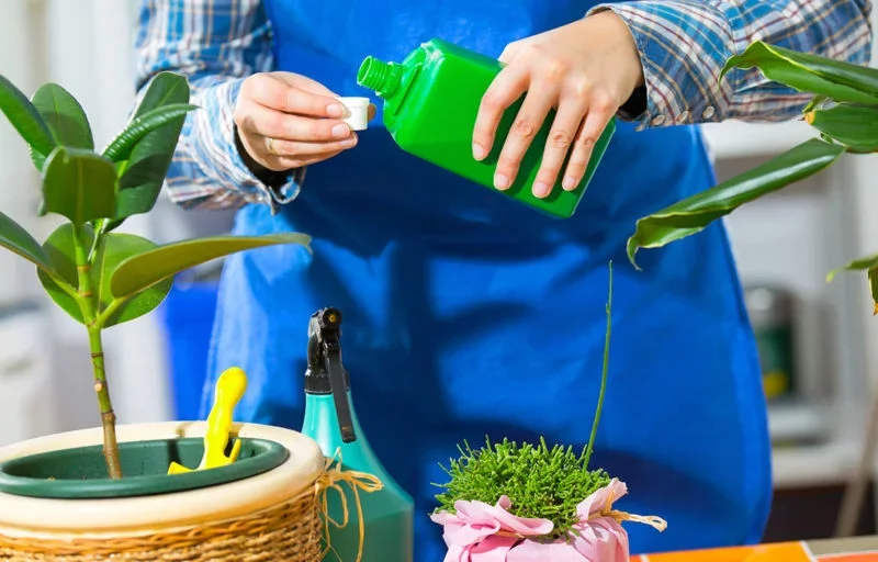 مقایسه کود جلبک دریایی با کود آهن برای گیاهان آپارتمانی of dashtesabz-shop more blog