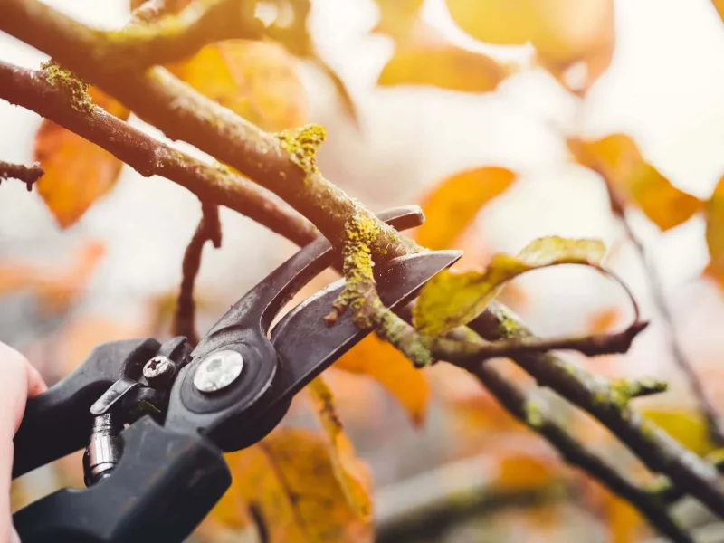 راهنمای انتخاب ابزار هرس مناسب برای پاییز of dashtesabz-shop more blog