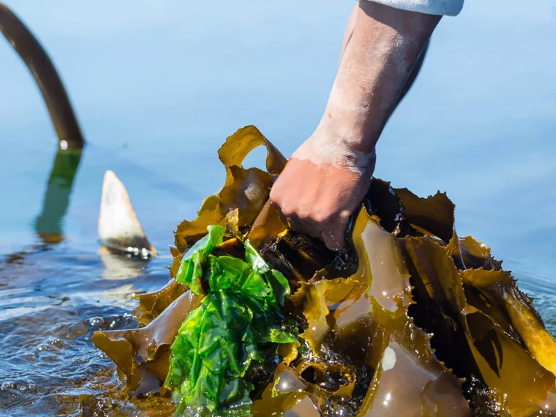 بهترین زمان مصرف کود جلبک دریایی در طول سال of relaeted blogs