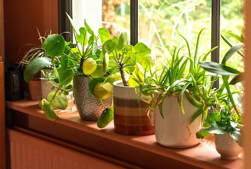 مهم ترین عناصر ریز مغذی مورد نیاز گیاهان آپارتمانی of relaeted blogs