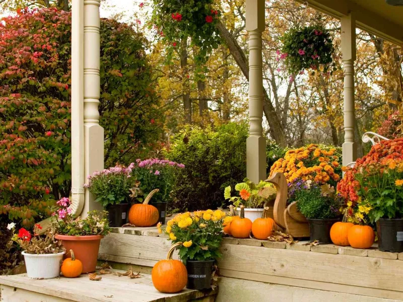 ۱۰ گیاهی که بهتر است در پاییز بکارید of dashtesabz-shop more blog