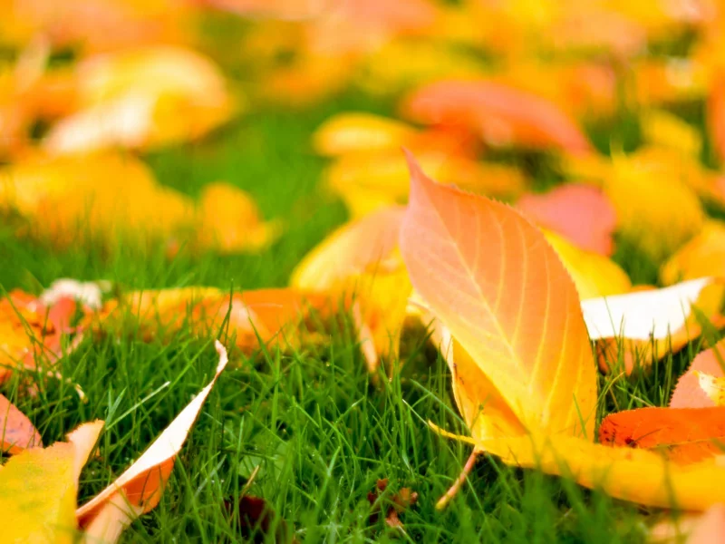 ۷ راز موفقیت در کاشت بذر چمن در پاییز of dashtesabz-shop more blog