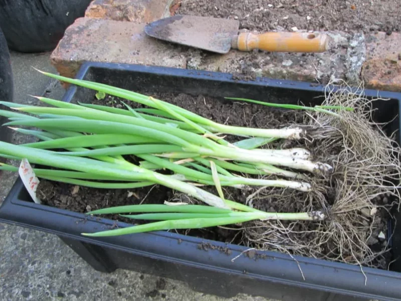 کاشت پیازچه و تره در پاییز در گلدان title image of blog